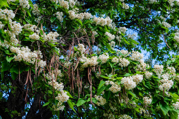 Northern catalpa in the city park stock photo