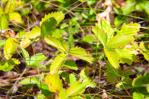 Green strawberry leaves . Uncultivated plants in the forest