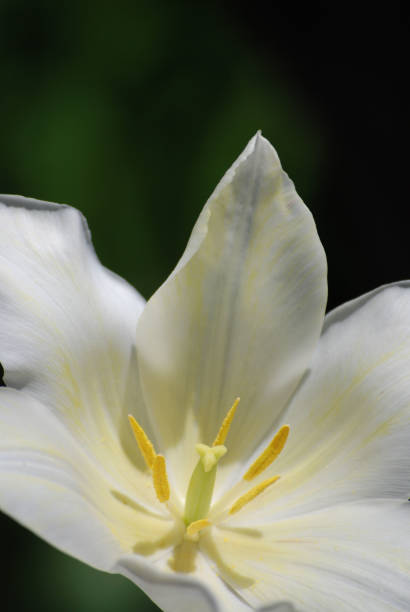 istock Little beauty with a touch of green 1264743381