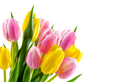 Tulips bouquet of pink and yellow colors isolated on white background.