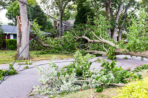 Trees snapped in half knocking down electric and cable wires from Tropical Storm Isaias in Babylon Village Long Island New York.