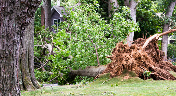istock Large tree falls across road taking down wires during storm 1264743474