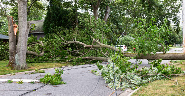 istock Trees lying down across road taking down electric and cable wires 1264743485