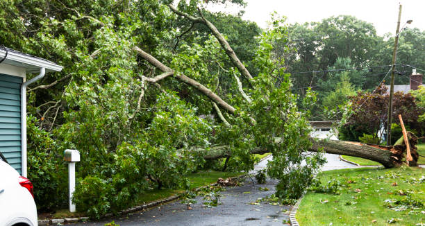 istock Toppled over tree across driveway on to house during storm 1264743486