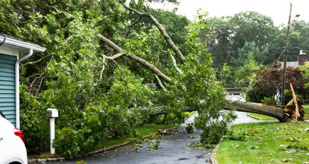 Toppled over tree across driveway on to house during storm Tree from neighbors property falls during tropical storm Isaias landing on house, covering driveway and knocks down power lines. Microburst stock pictures, royalty-free photos & images