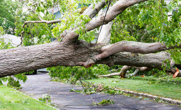 Large tree lying across residential driveway after storm with wires