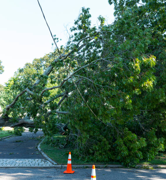 istock Orange cones warning of low power line from toppled tree after storm 1264743492