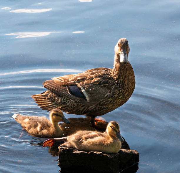 istock Two mallard chicks with mother in pond 1264743494