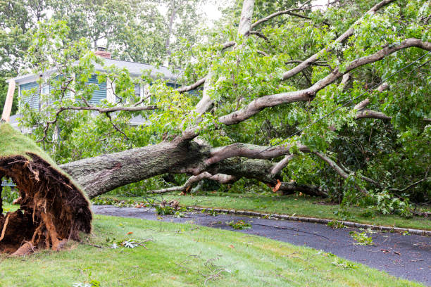 istock Horizontal view of toppled over tree across residential driveway 1264743502