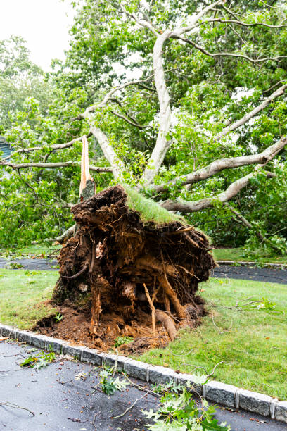 istock Vertical view of tree roots after toppled over in storm 1264743508
