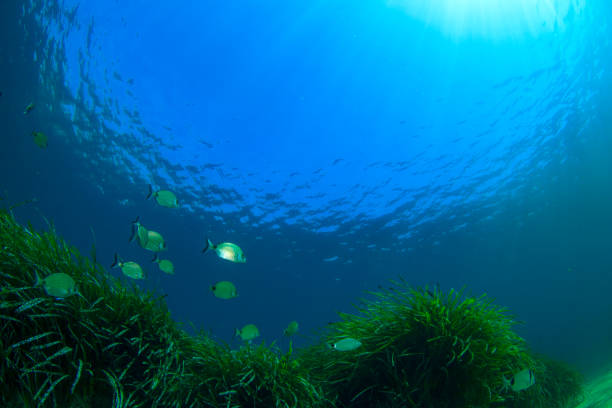 istock Underwater background blue water over green seagrass 1264747472