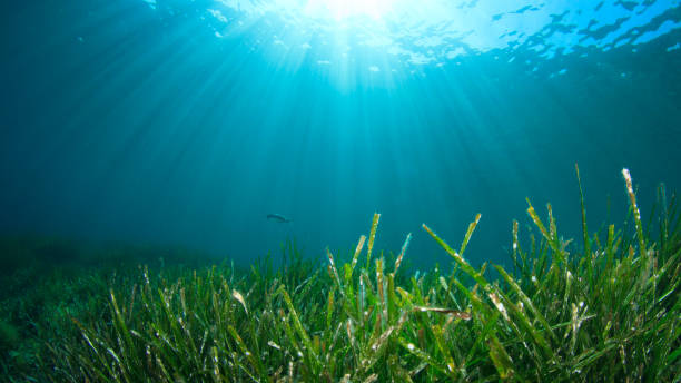 istock Underwater background blue water over green seagrass 1264747473