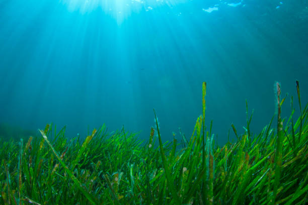 istock Underwater background blue water over green seagrass 1264747475