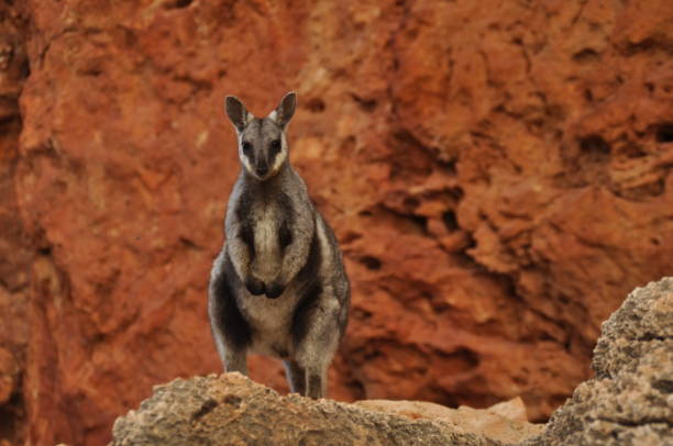 Horizontal image of a wallaby.  Cape Range National Park. Aug 2020.