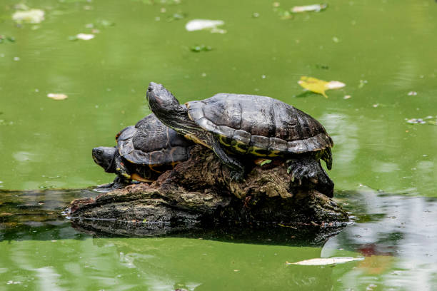 istock Tiger tortoise sunbathing on tree trunk in the lake 1264750588
