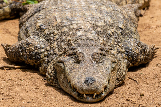 istock Closeup of black alligator sunbathing 1264750598