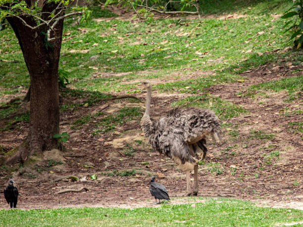 istock Emu couple grazing 1264750643