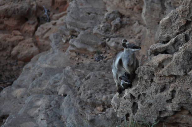 istock Mother and joey Black flanked rock wallaby 1264750722