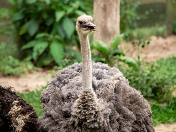 istock Emu couple grazing 1264755496
