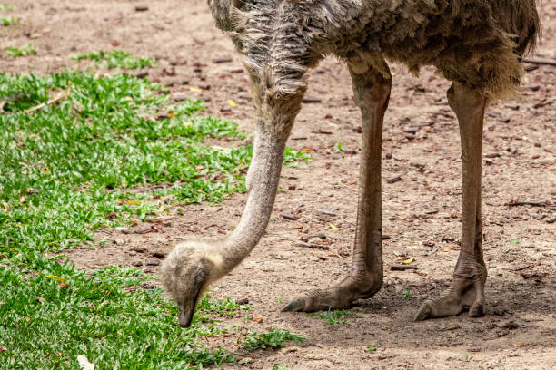 istock Emu couple grazing 1264756104