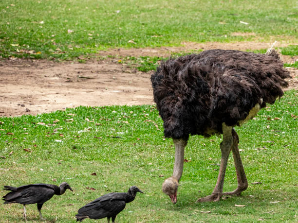 Emu couple grazing
