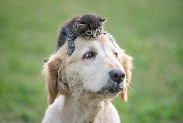 istock Young kitten and old dog 1264756160