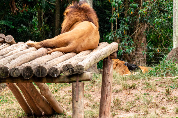 The animal feelings after arrested in the cage.