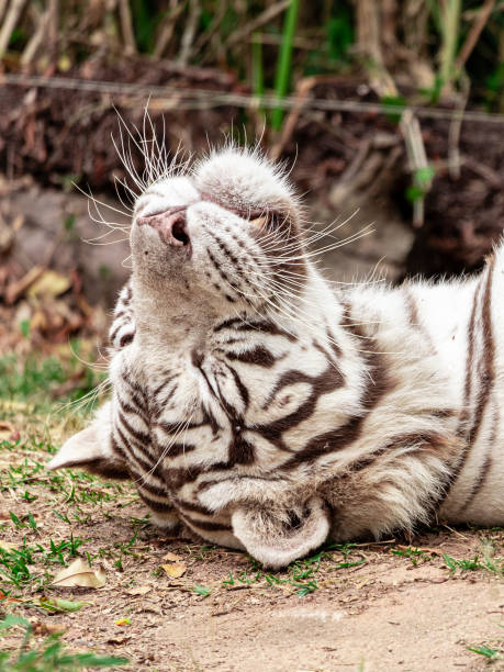 istock White tiger resting after a delicious lunch 1264756358