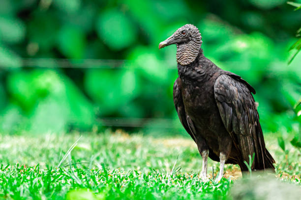 istock Vulture sunbathing with a beautiful nature background 1264756870