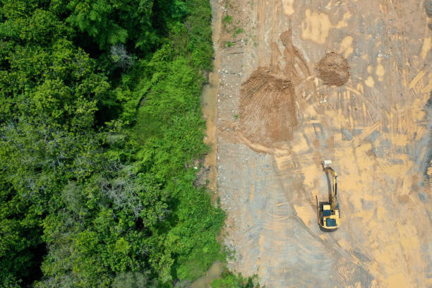 Deforestation - fotografia de stock