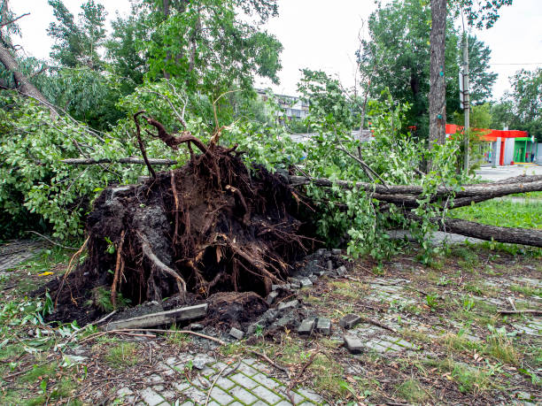 istock roots of a tree torn out by a strong wind in the city 1264760002