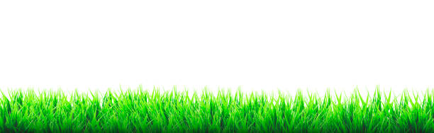 istock Texture of green grass border isolated on white background 1264765430