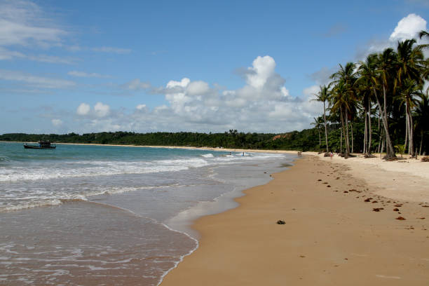 istock coconut tree on deserted trancoso beach 1264766690