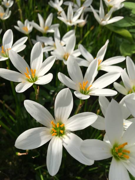 istock white rain lily flower close-up 1264769647