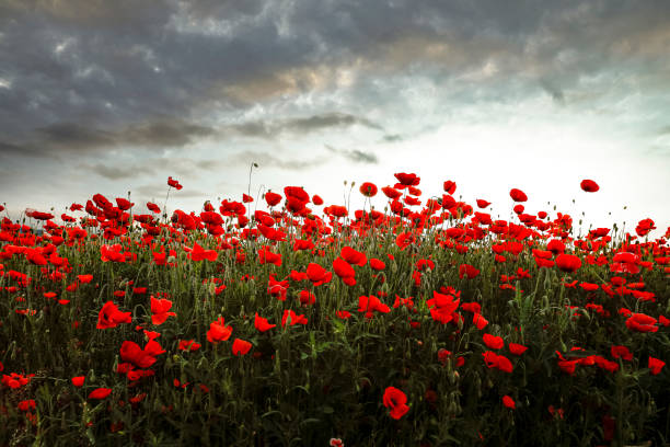 istock Poppy and buckwheat field 1264775414
