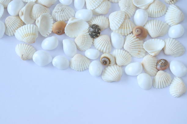 istock background of shells and pearl 1264775446