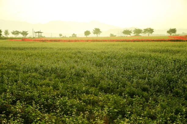 Poppy and buckwheat field