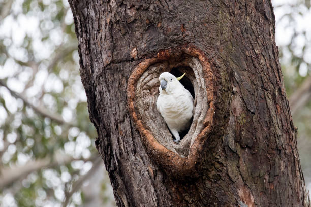 istock Sulphur-crested Cockatoo 1264776428