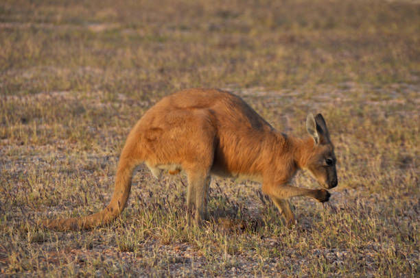 istock A small red kangaroo grazing on dry grass 1264776430