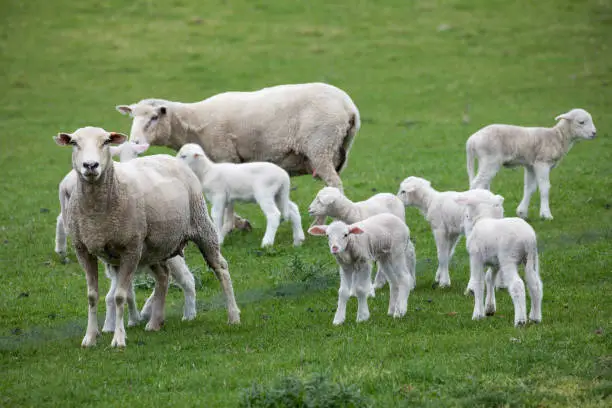 Springtime in Tasmania, Australia - baby lambs and their mothers grazing in lush pastures