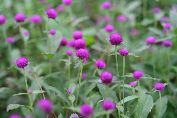 istock Purple flower blooming, Everlasting, Gomphrena in the forest 1264779608