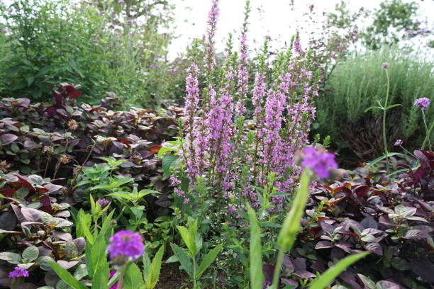 istock Purple flower in Yokohama 1264779803