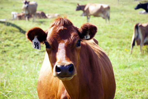 istock Jersey Cow Dairy Cattle in Rural Scene 1264782003
