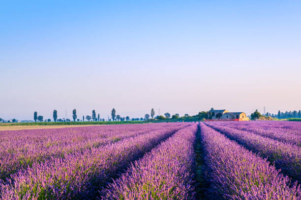 italy - lavender field in the veneto regional park of the po delta - agriculture beauty in nature flower clear sky imagens e fotografias de stock