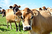 Jersey Cow Dairy Cattle in Rural Scene