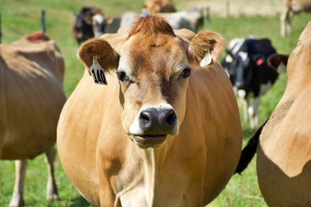 istock Jersey Cow Dairy Cattle in Rural Scene 1264782799