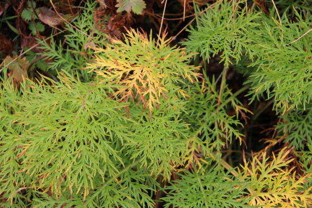 istock Alpine plants that have been colored yellow in high places 1264786007