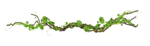 Photo of circular vine at the roots. Bush grape or three-leaved wild vine cayratia (Cayratia trifolia) liana ivy plant bush, nature frame jungle border, isolated on white background with clipping path included