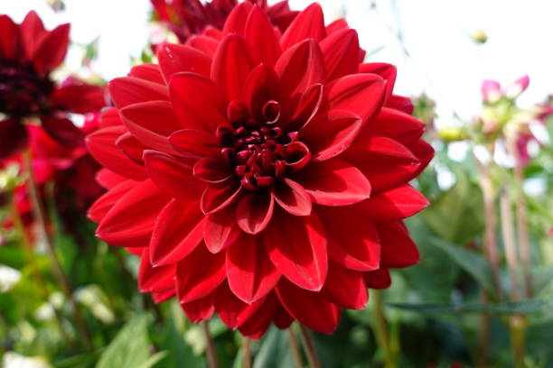 istock Close up on red chrysanthemum 1264789674