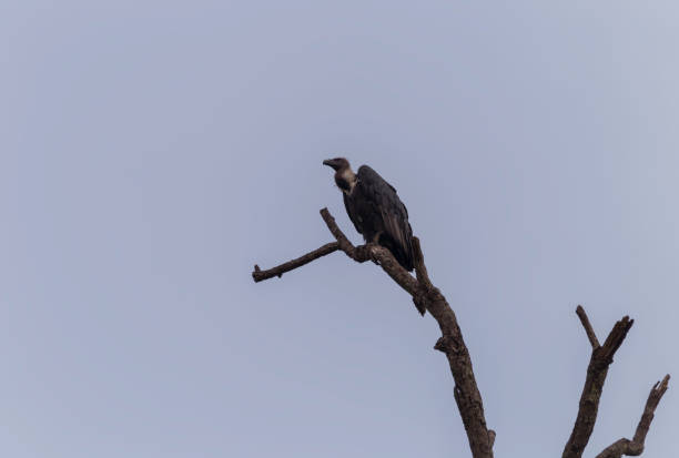 istock White Rumped Vulture Scavenging Bird of Prey Perched on a Dead Tree Branch 1264791054